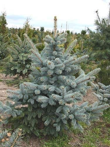 Picea glauca Tree, about 20 meters tall, in his youth a regular, dense, conical crown, which is lost with age. Shoots white, covered with a bluish, waxy bloom. Needles 1-1.