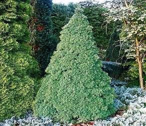 Resistant to Frost. Picea glauca 'Daisy s White' Cut similar to a known cultivar 'Conica'. Growth is slower, grows 7 cm per year.