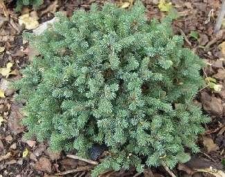 Picea glauca 'Echiniformis' Dwarf form of spruce, growing up to 0.