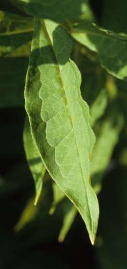 usually along leaf margins; tall, erect plant;