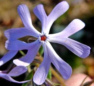or light violet to almost white; leaves