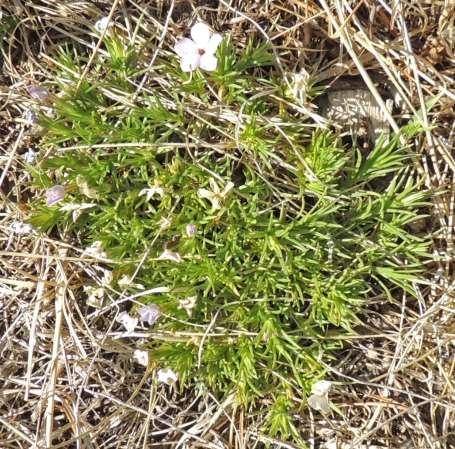 Spiny [Carpet; Moss] Phlox Phlox hoodii