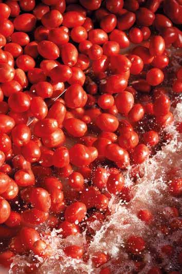 processing of tomatoes a sight to behold as rivers of tomatoes make their way into our great tasting pulp, juices, sauces or kunserva (tomato spread).