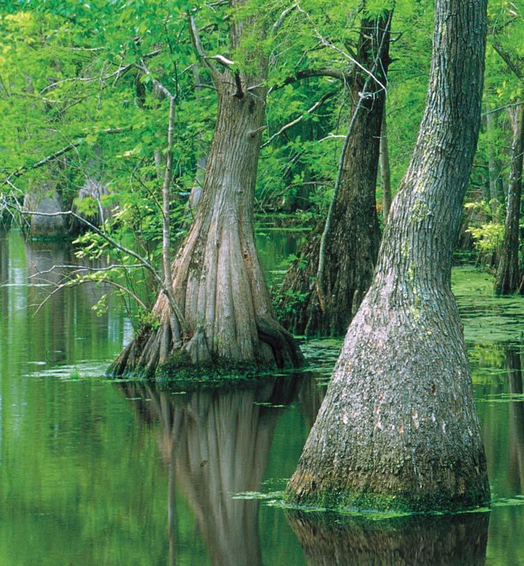 CAROLINA PLACES The Great Dismal Swamp When the Albemarle area was being settled, about the only way to get to it by land was to go through or around the Great Dismal Swamp.