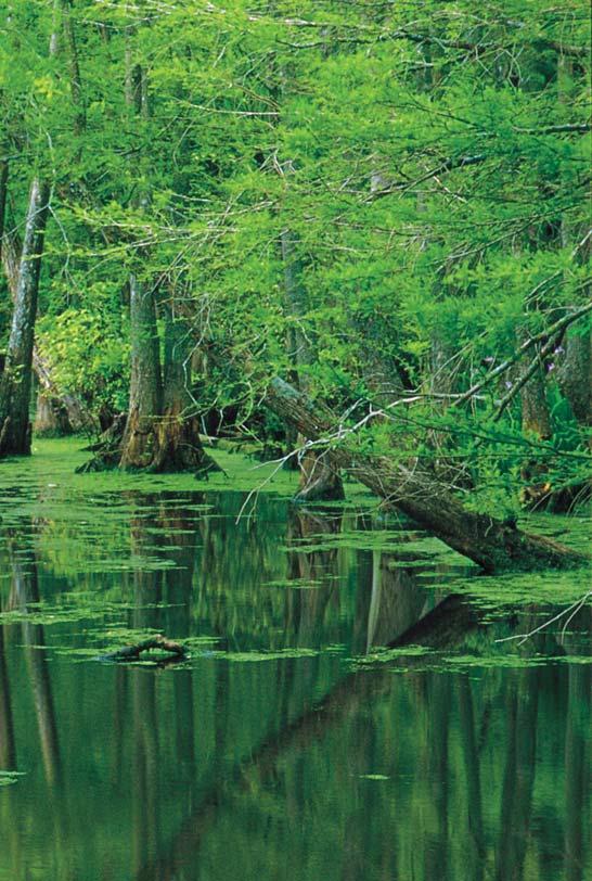 Left: The Dismal Swamp was noted for its cypress trees and its water, which was barreled for use by sailors all over the world. Above: The Great Dismal Swamp Canal dates to the early 1800s.