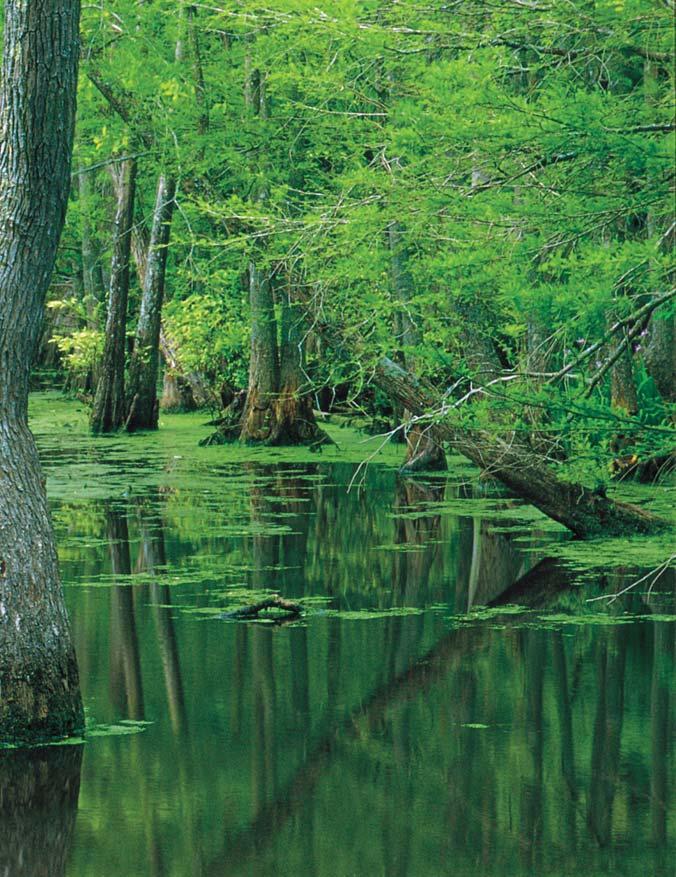 During the history of North Carolina, people of all types have tried to get a piece of the swamp. Most of all, it has been timbered.
