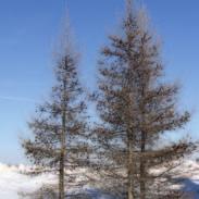 Siberia Siberian larch is a tall slender tree with a straight, tapering trunk and narrow open crown.