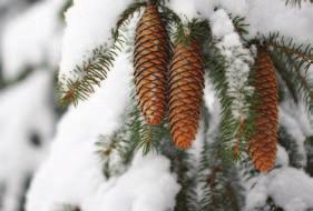 white spruce Picea glauca CaT spruce Height: 18 m (60 ft.) Spread: 6 m (20 ft.) Recommended Spacing: 3.5 m (12 ft.