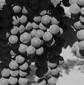 developing a com- Château Chambert, appellations: Cahors, grow in France and Gascogne, Madiran,