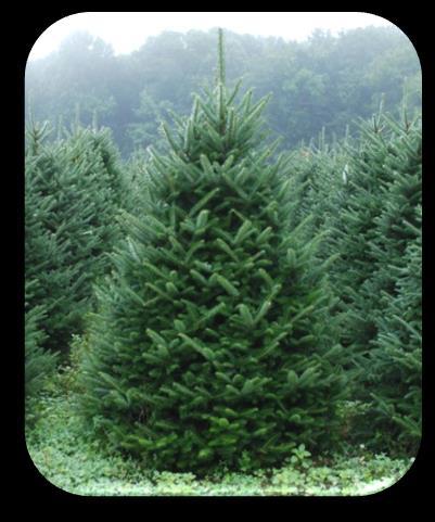 Fraser Fir (Abies fraseri)* Hardiness Zones: 3 7 Mature Size: Height of 30 50' and a spread of 15 25' at maturity from 12