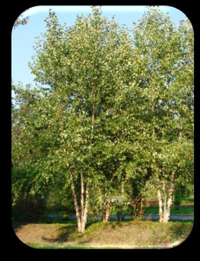 River Birch (Betula nigra) Mature Size: Height of 40 60' and a spread of 40 60' at maturity Growth Rate: Medium to fast