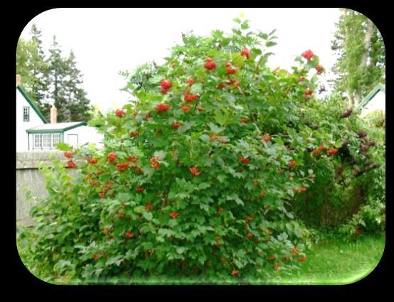 Highbush Cranberry (Viburnum trilobum) Hardiness Zones: 2 7 Mature Size: Height of 8 12' and a