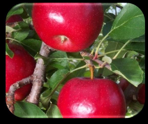Apple Trees Sargent Crabapple (Malus sargentii) Hardiness Zones: 4 8 Tree Type: Apple Mature Size: Height of 6 10' and a spread of 6 12' at maturity Growth Rate: Slow rate, with height increases of