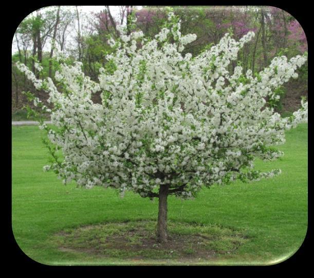 ) Hardiness Zones: 2 7 Tree Type: Apple Mature Size: Height of 10 15' and a spread of 8 10' at maturity Soil Preference: Slightly acidic, moist, well-drained, and loamy soils; low salt tolerance