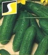 greenhouse cucumbers Gentle or
