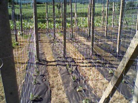 cucumbers Disadvantages: Costs on building of structure Easily damaged by