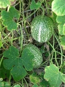 Seven-year melon (Cucurbita ficifolia L.