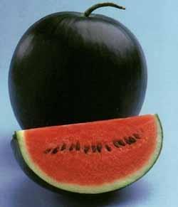 Origin: South Africa Watermelon Citrulus vulgaris Grown in Turkey, China, Japan and Egypt Contains 3-8 % sugars (per 100g) 0.