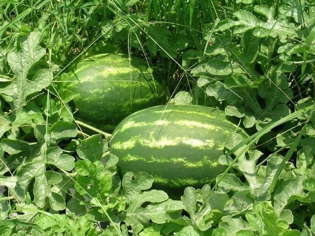 Watermelon likes lighter humus soils; optimal