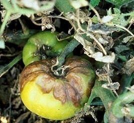 Tomato (potato) blight - Phytophthora infestans At first, grey green watery spots show up on