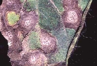 Septoria leaf spot - Septoria lycopersici On basal leaves: up to 5 mm large, rounded, watery spots In the