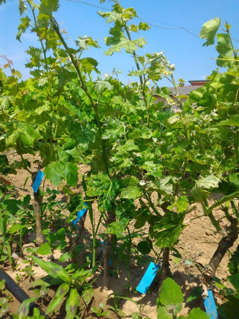 Epidemiology: transmission by grafting GPGV is easily transmitted to Vitis spp.