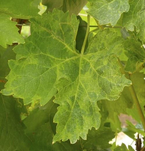 Varietal susceptibility Diverse susceptibility to the disease