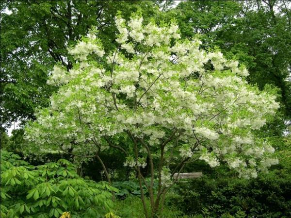 I m a Chionanthus virginicus, but you might know me better as a... White Fringetree At maturity I will be about 12-20 feet tall and 12-20 feet wide.
