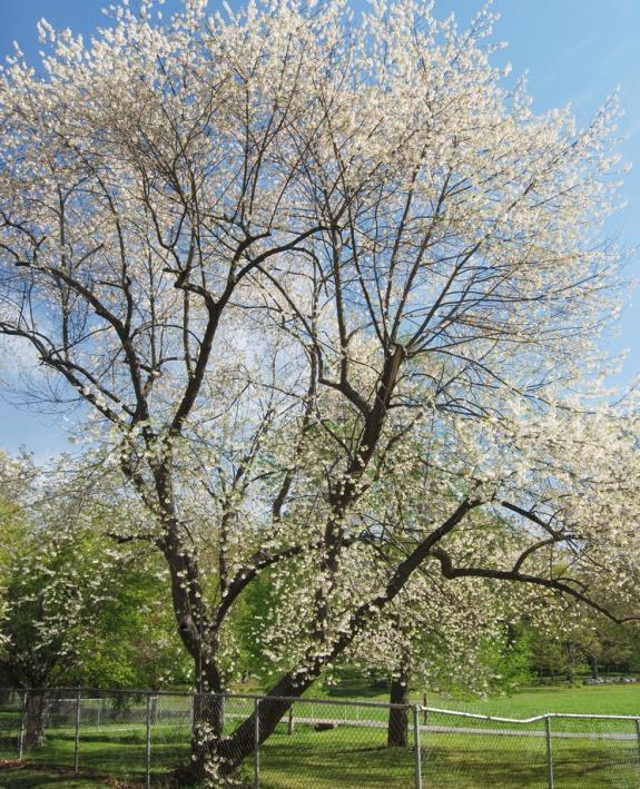 I m a Halesia tetraptera, but you might know me better as a... Carolina Silverbell At maturity I will be about 30-40 feet tall and 20-35 feet wide.