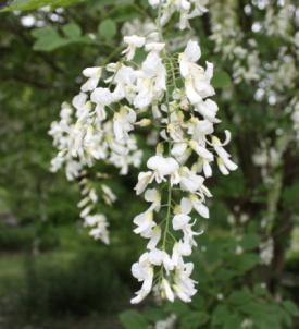 I have fragrant white flowers in May and early June that hang like clusters of grapes. In the autumn my bright green leaves turn golden yellow.