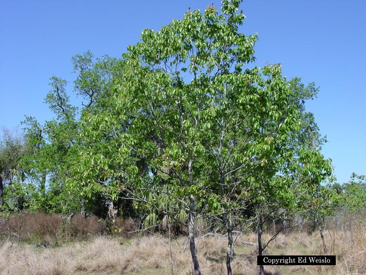 I m a Diospyros virginiana, but you might know me better as a... Persimmon At maturity I will be about 35-56 feet tall and 20-35 feet wide.