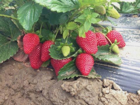 Strawberry Selection in Pipeline Selection of interest: BC 10-2-1 Excellent reviews from Quebec grower trials, particularly fruit