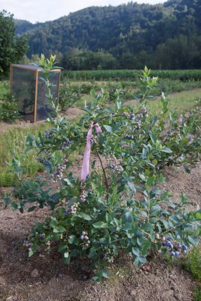 What is Involved in a Blueberry Year 1 - Make crosses, plant seedlings Breeding Program?