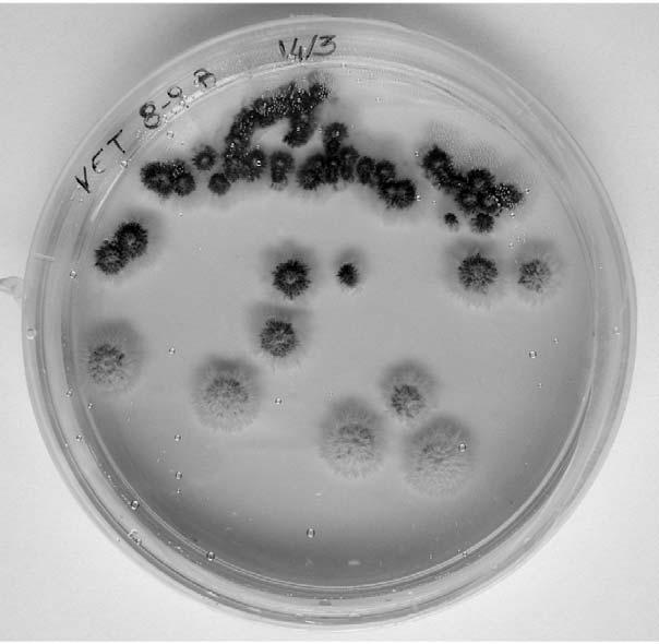Epidemiological survey on esca disease in Umbria, central Italy Fig. 6. Trapped Phaeomoniella chlamydospora growing on malt agar added with 0.
