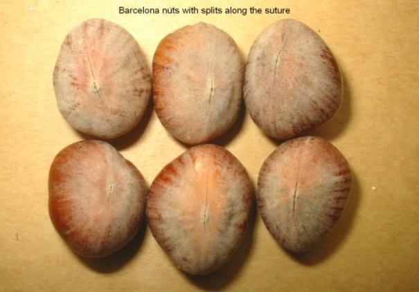 It is most common on varieties susceptible to bacterial blight such as Ennis and Barcelona. Blight scars are usually too small to be considered a defect under OECD standards.