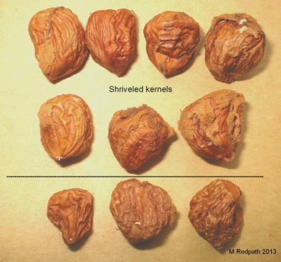flavus and Aspergillus parasiticusare known to produce aflatoxins and nuts contaminated with these moulds are unsuitable for human consumption. Fig. 9: Shrivelled kernels.