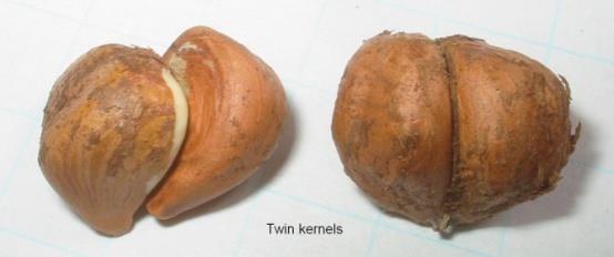 Twin kernels Twin kernels are considered defects because the resulting individual kernels are usually below the minimum size for most kernel grades.