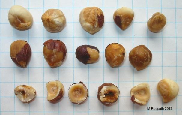 stains in pronounced contrast with the rest of the kernel affecting in aggregate more than 25% of the surface of the kernel.