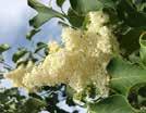 00 70mm $325.00 Japanese Tree Lilac HT: 20 (6m) SP: 15 (4.5m) Round spreading small ornamental.