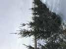 Blue Diamond Spruce HT: 25 (8m) SP: 20 (6m) A selection of Colorado blue spruce that has