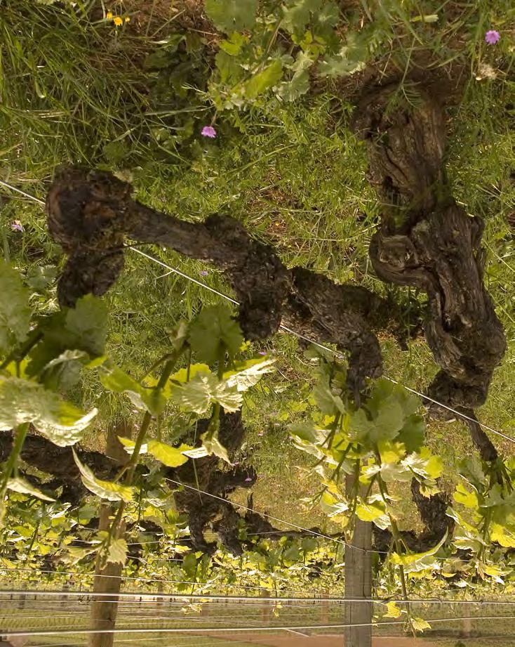Vineyards of Domaine de Bellene Very