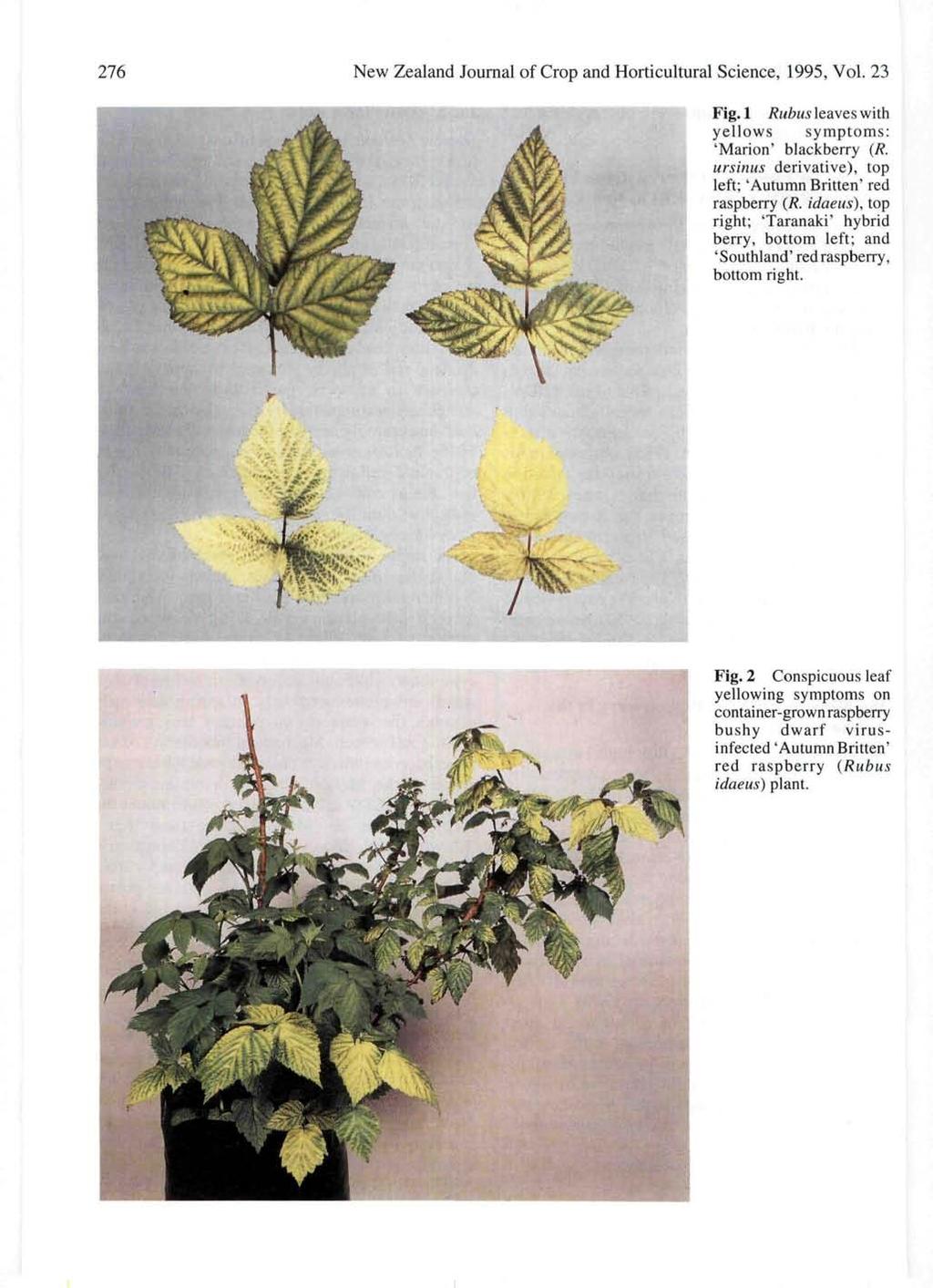 27 New Zealand Journal of Crop and Horticultural Science, 1995, Vol. 23 Fig. 1 Rubus leaves with yellows symptoms: 'Marion' blackberry (R.