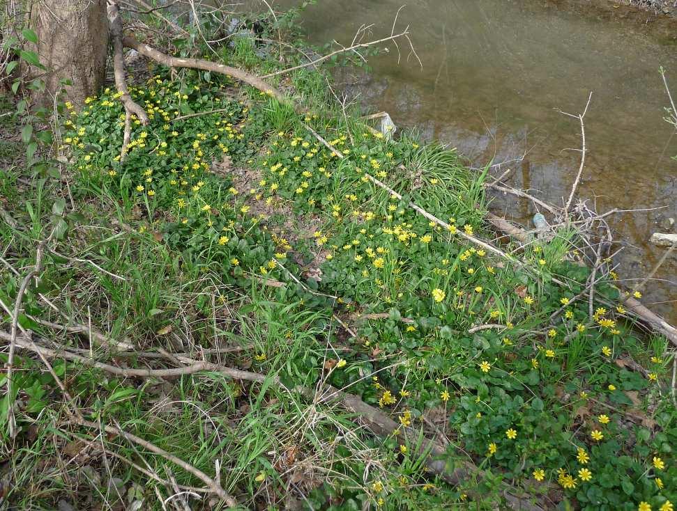 Ficaria verna along Overton Creek
