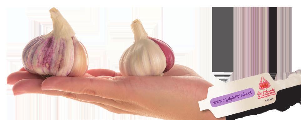 SPRING GARLIC (Varieties: white and violet) Differentiate them!