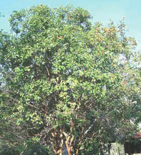 Guava An evergreen shrub or small