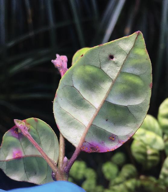 How and when to identify myrtle rust Early signs: Bright yellow