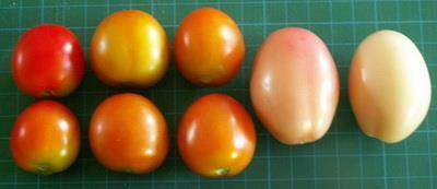 [276] The results showed that the characteristics of the five varieties of tomatoes when ripe had the exterior color intensity developed in the same direction for all varieties on harvest age.