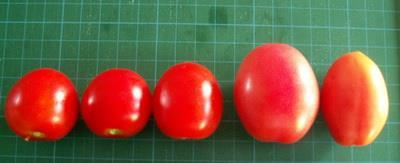 amount of lycopene than tomatoes with colors such as pink varieties of ripe i.e., Cherry tomatoes Somtam.