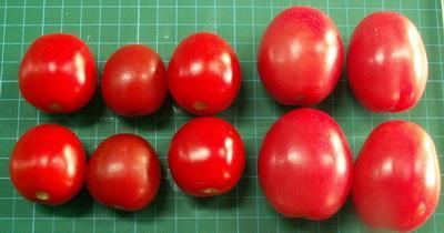 [277] Figure 2: Changes in color of 5 varieties of tomato fruit harvested at 35, 45 and 55 days after the first full bloom. 4. References 55 day [1] Davis, A.R., Fish W.W., and P. Perkins. 2003.