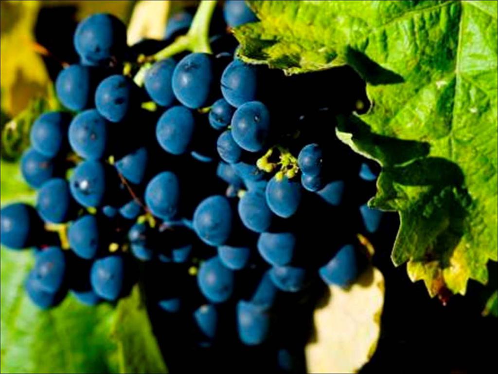 TINTA DE TORO Toro wines are made from a single grape variety